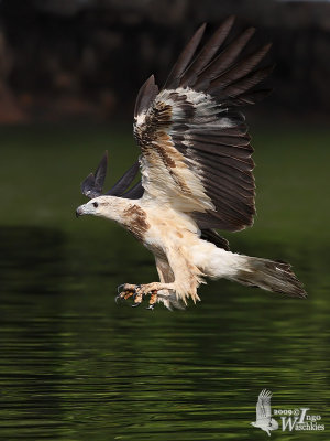 Immature White-bellied Sea Eagle (first or second winter)