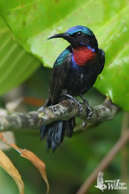 Adult male Copper-throated Sunbird
