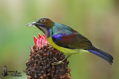 Adult male Brown-throated Sunbird