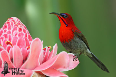 Adult male Crimson Sunbird