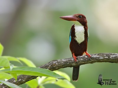 White-throated Kingfisher