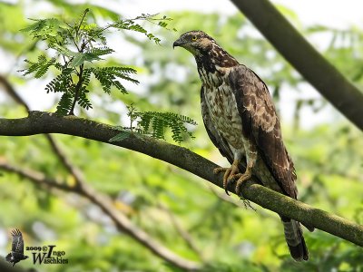 Adult pale morph Crested Honey Buzzard (presumably female of ssp. orientalis)