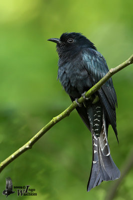 Adult Square-tailed Drongo Cuckoo