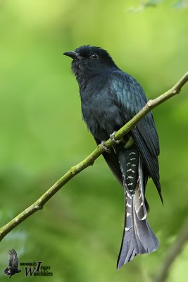 Adult Square-tailed Drongo Cuckoo
