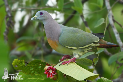 Adult male Pink-necked Green Pigeon