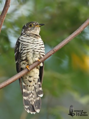 Juvenile Indian Cuckoo
