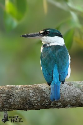 Adult Collared Kingfisher