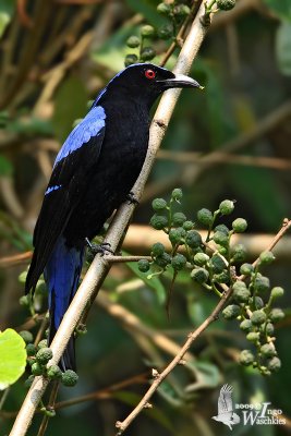 Adult male Asian Blue Fairy Bluebird