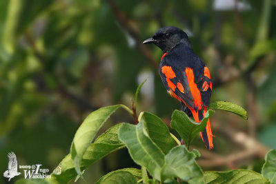 Scarlet Minivet (Pericrocotus speciosus)