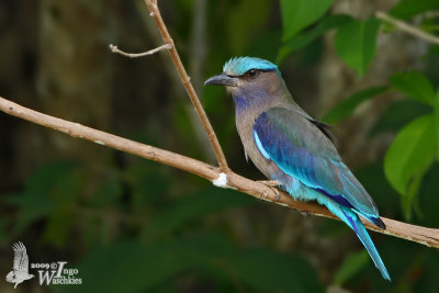 Adult Indochinese Roller