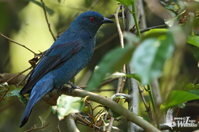 Adult female Asian Fairy Bluebird