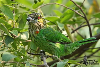 Green-eared Barbet (Megalaima faiostricta)