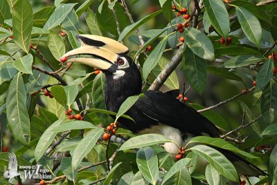 Oriental Pied Hornbill (Anthracoceros albirostris)