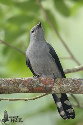 Adult Black-winged Cuckooshrike