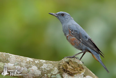 Adult male Blue Rock Thrush moulting