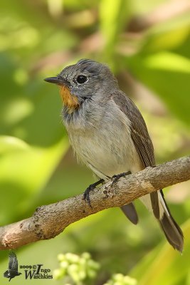 Adult male Taiga Flycatcher in moult