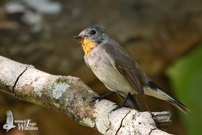 Adult male Taiga Flycatcher in moult