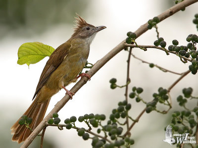 Adult Puff-throated Bulbul