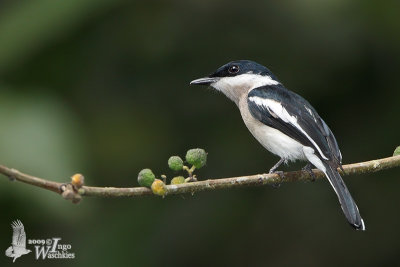 Adult male Bar-winged Flycatcher-shrike