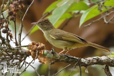 Adult Grey-eyed Bulbul