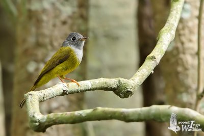 Grey-headed Canary-Flycatcher (Culicicapa ceylonensis)