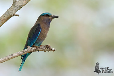 Adult Indochinese Roller