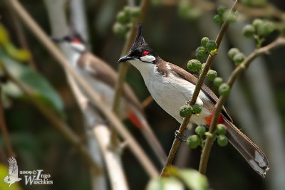 Adult Red-whiskered Bulbul
