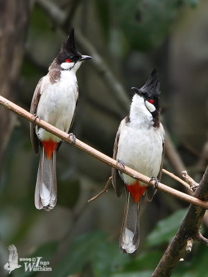Adult Red-whiskered Bulbuls