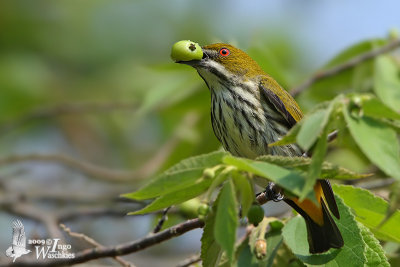 Adult Yellow-vented Flowerpecker
