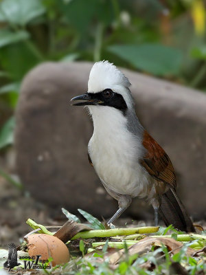 Adult White-crested Laughingthrush
