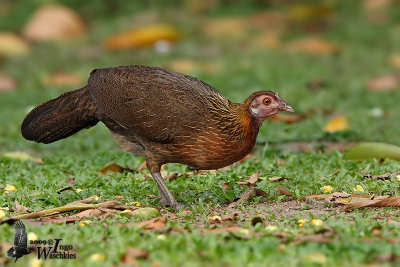 Adult female Red Junglefowl (ssp. gallus)