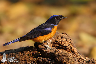 Adult male Rufous-bellied Niltava