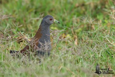 Adult Black-tailed Crake