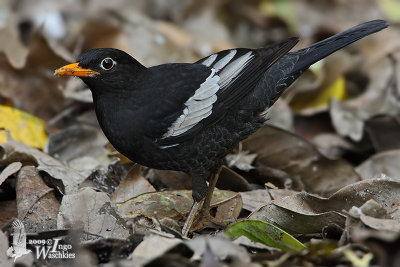 Adult male Grey-winged Blackbird