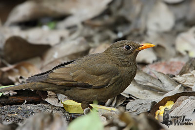 Adult female Grey-winged Blackbird