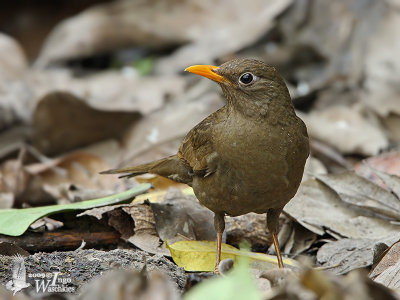 Adult female Grey-winged Blackbird