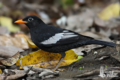 Adult male Grey-winged Blackbird