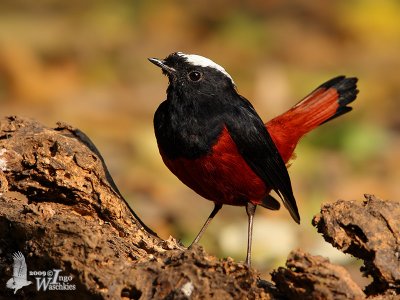 Adult White-capped Redstart