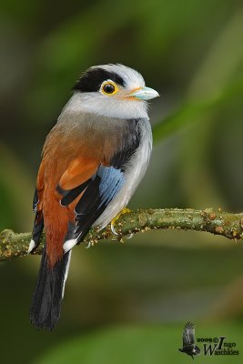 Adult male Silver-breasted Broadbill