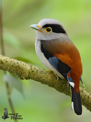 Adult male Silver-breasted Broadbill