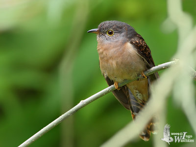 Immature male Rusty-breasted Cuckoo (ssp. sepulcralis)
