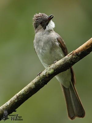 Ashy Bulbul (Hemixos flavala)