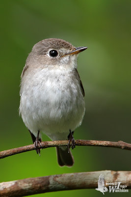 Asian Brown Flycatcher (Muscicapa dauurica)