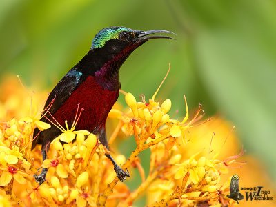 Adult male Purple-throated Sunbird (ssp. brasiliana)