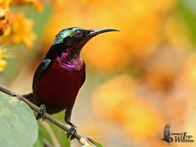 Adult male Purple-throated Sunbird (ssp. brasiliana)