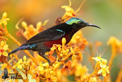 Adult male Purple-throated Sunbird (ssp. brasiliana)