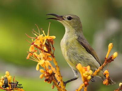 Adult female Purple-throated Sunbird (ssp. brasiliana)