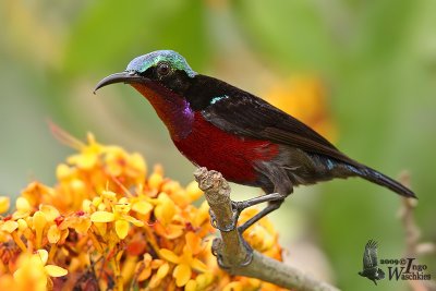 Adult male Purple-throated Sunbird (ssp. brasiliana)