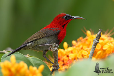 Adult male Crimson Sunbird (ssp. siparaja)
