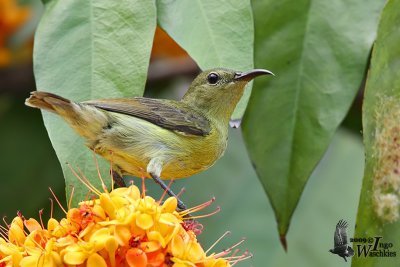 Adult female Purple-throated Sunbird (ssp. brasiliana)